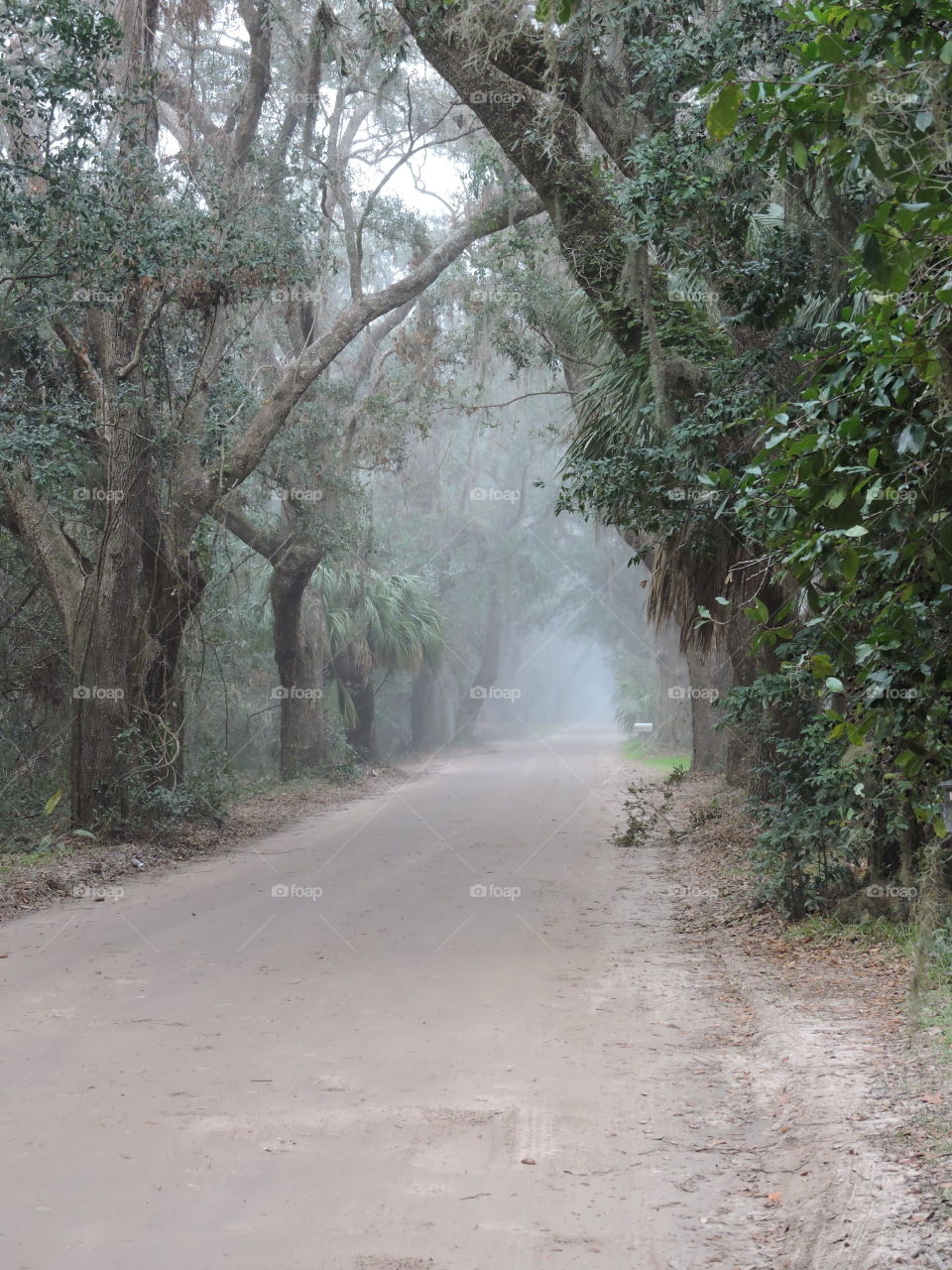 Foggy lane