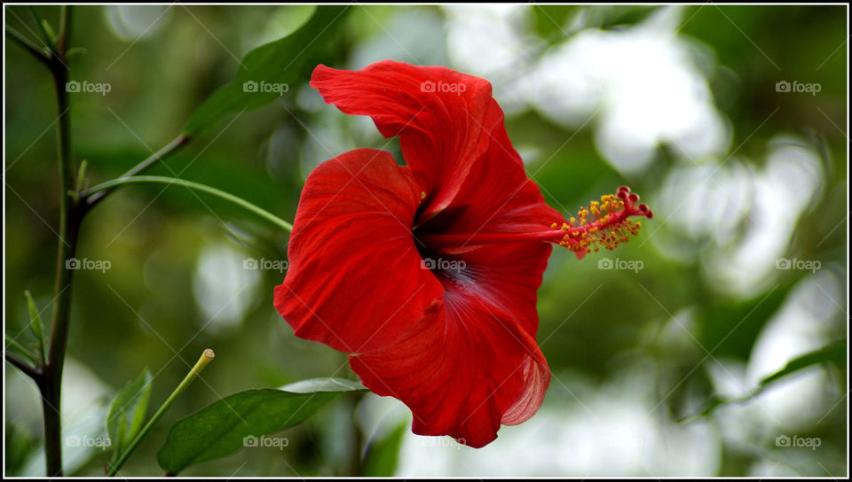 Hibiscus Rosa-Sinensis