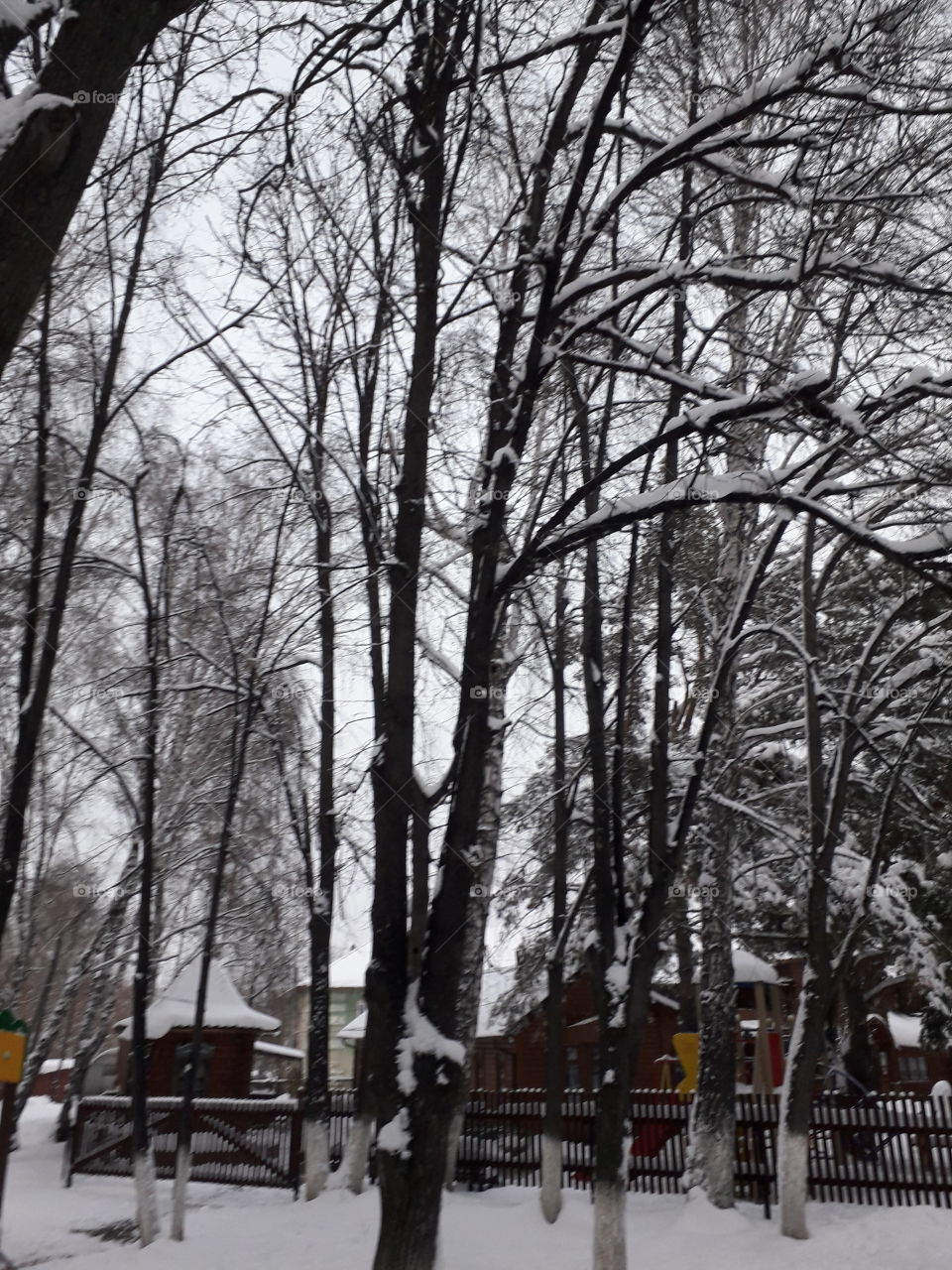 Tree, Winter, Snow, Landscape, Wood