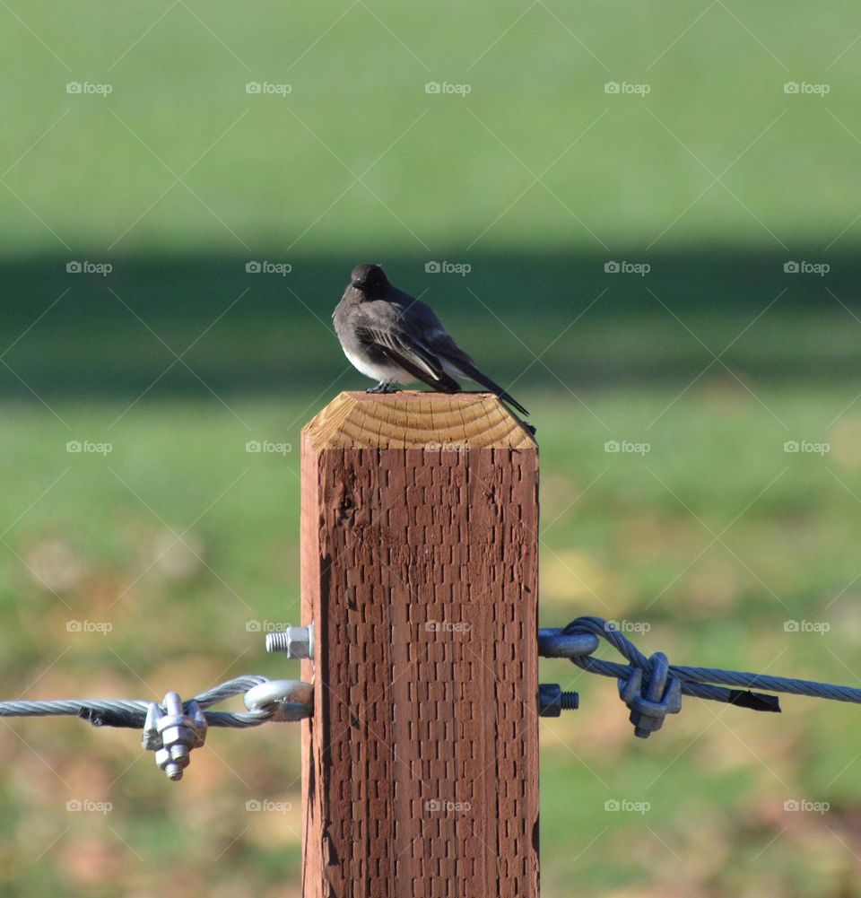 Parkside photography of a bird resting on a post