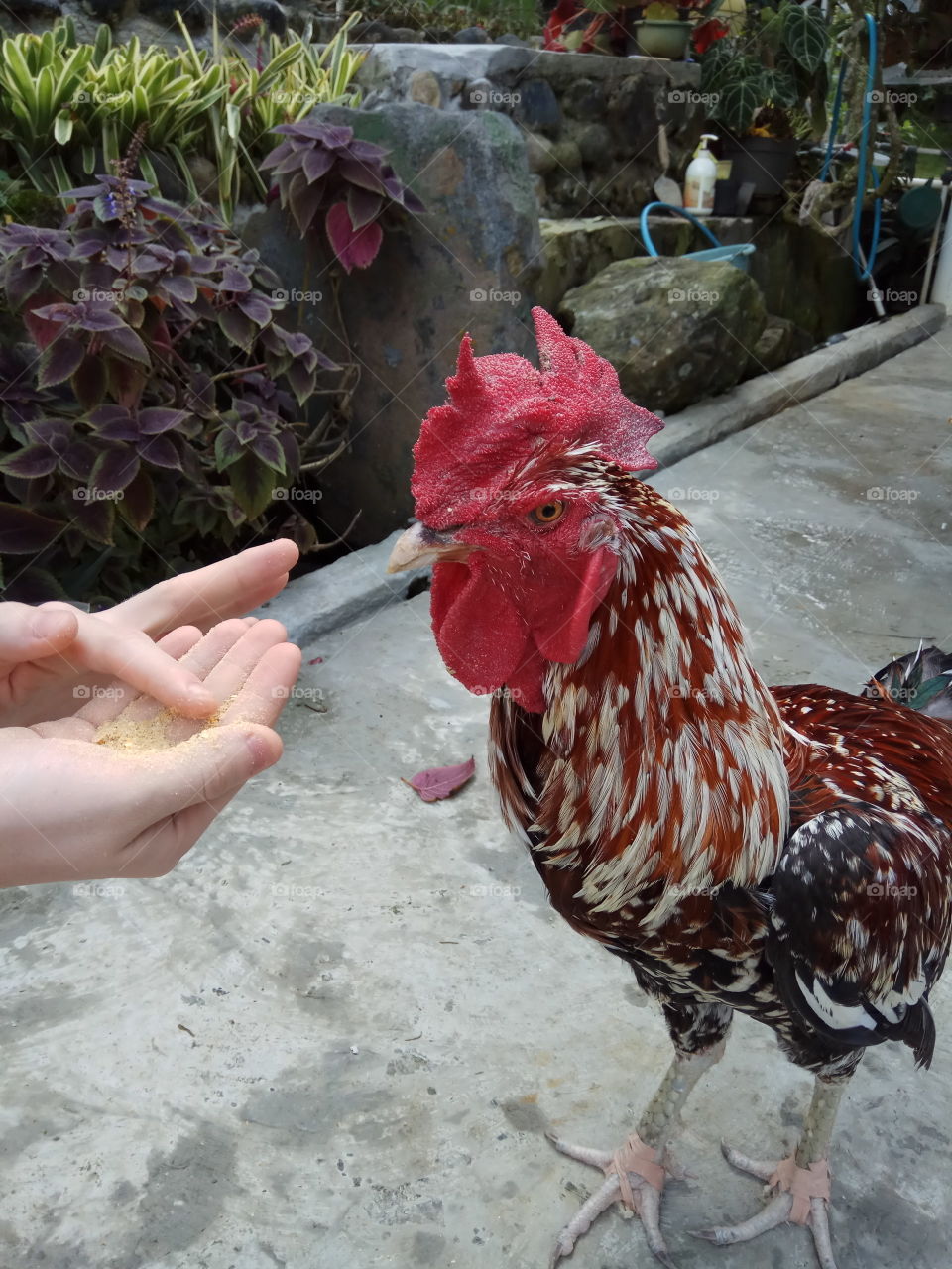 Hungry Rooster