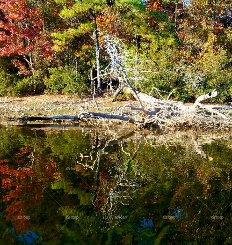 driftwood and a