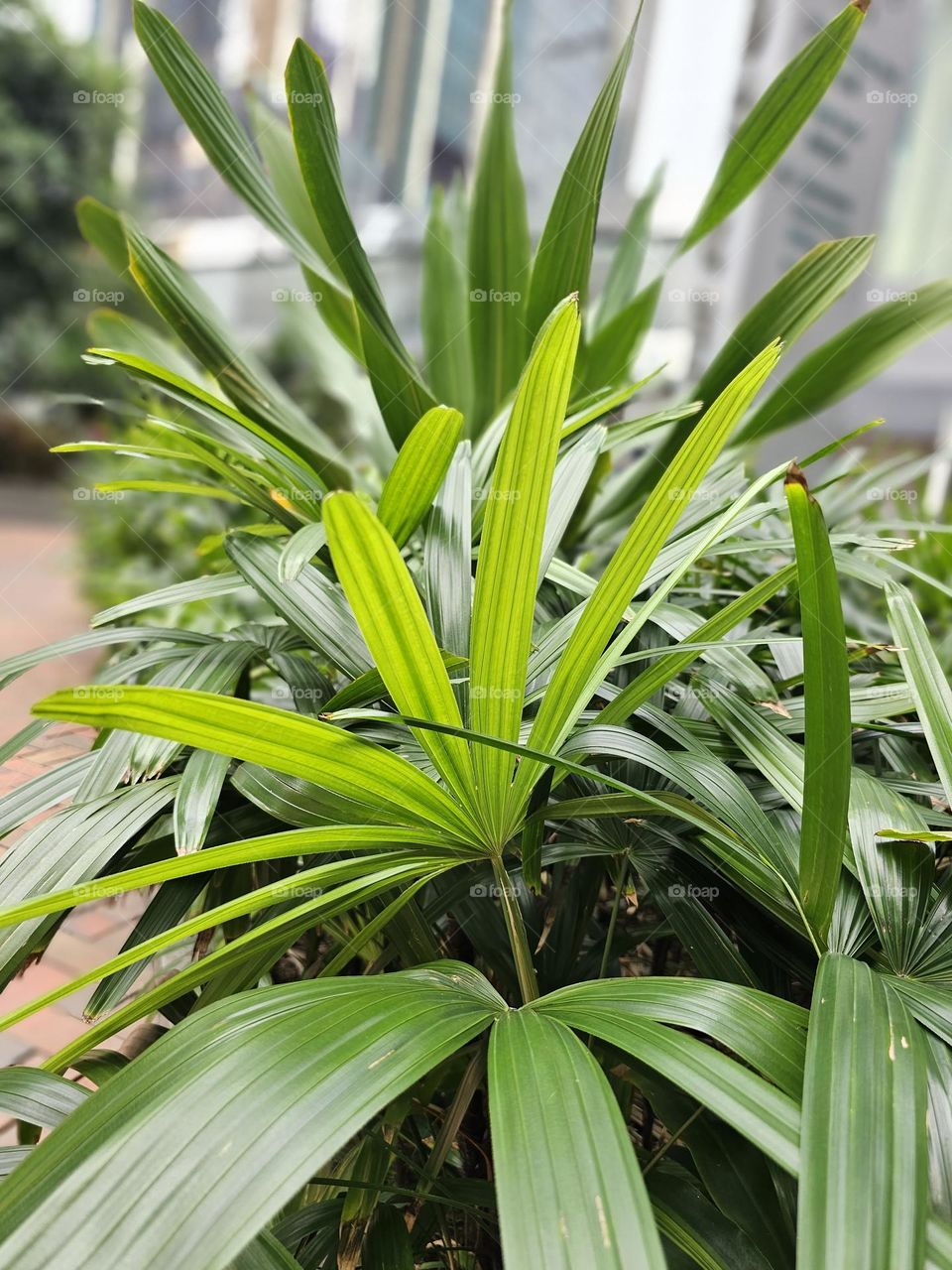 Plants along Admiralty Hong Kong