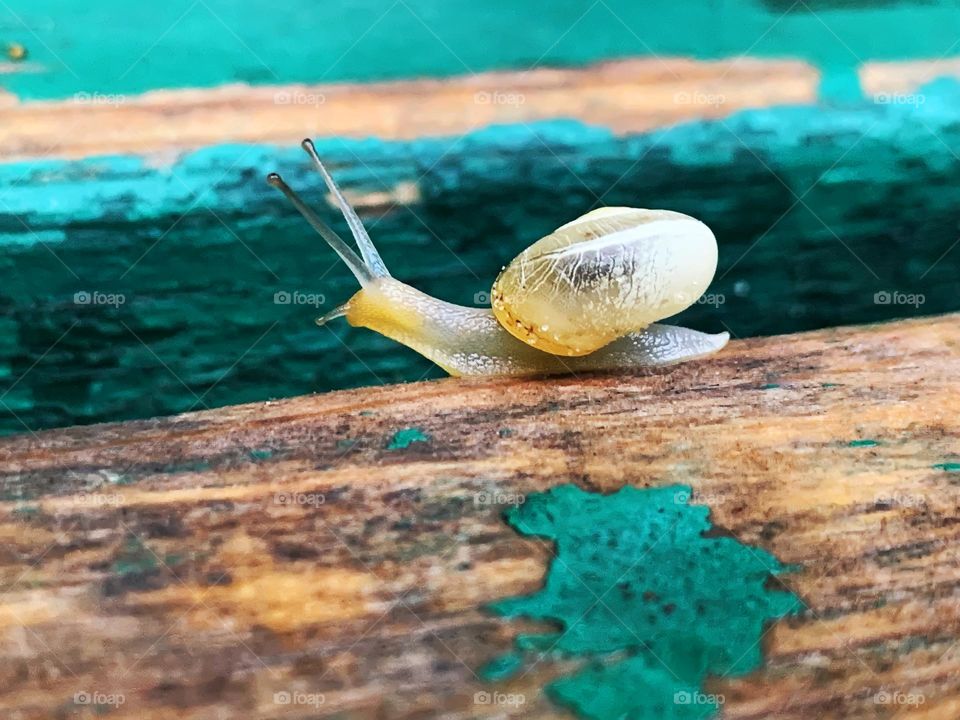 Bright and colorful boost tiny snail 