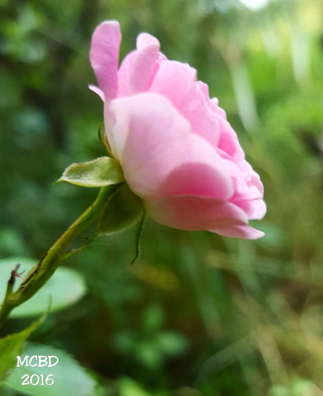 Wild Pink Rose