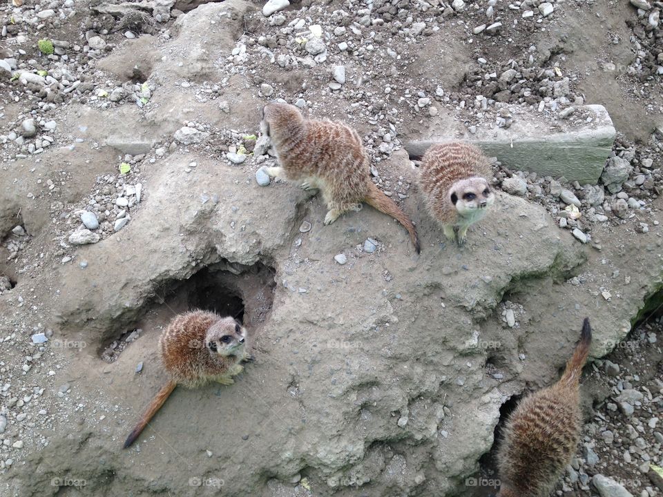 Meerkat . Borth zoo