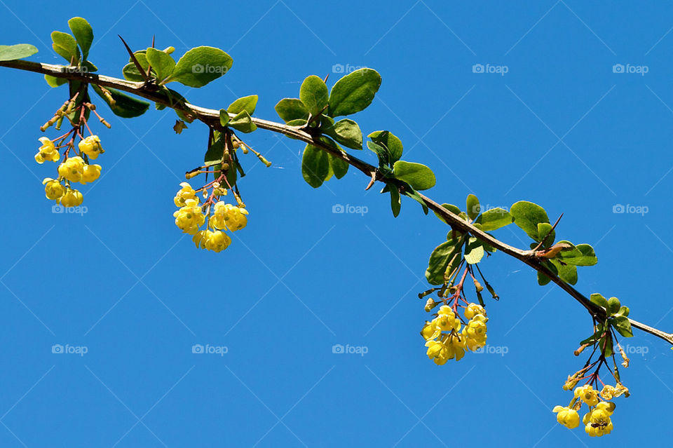 Blooming yellow flowers on branch