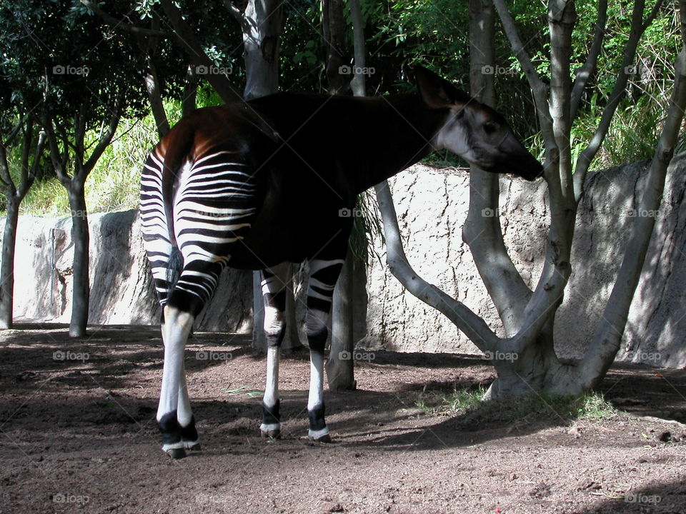 Zebra from behind