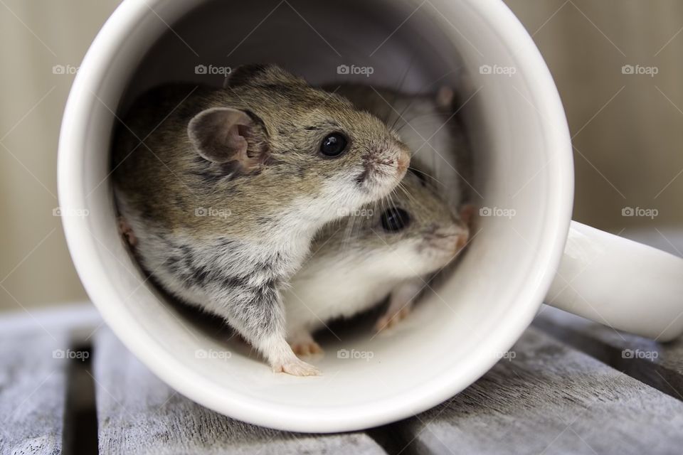 Hamsters in a Cup