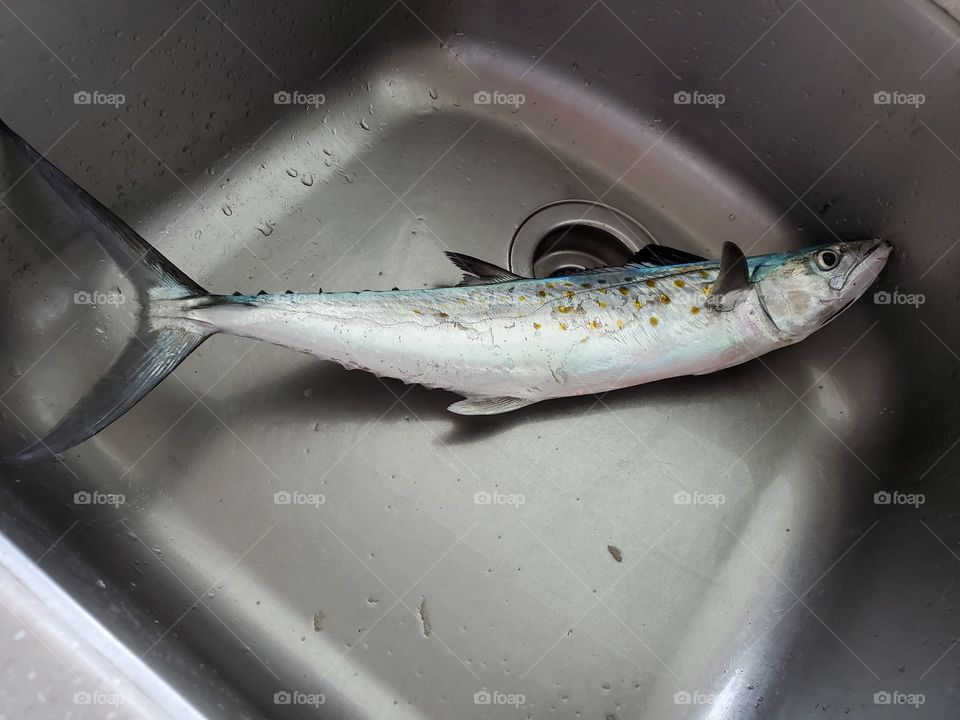 Spanish mackerel ready to filet