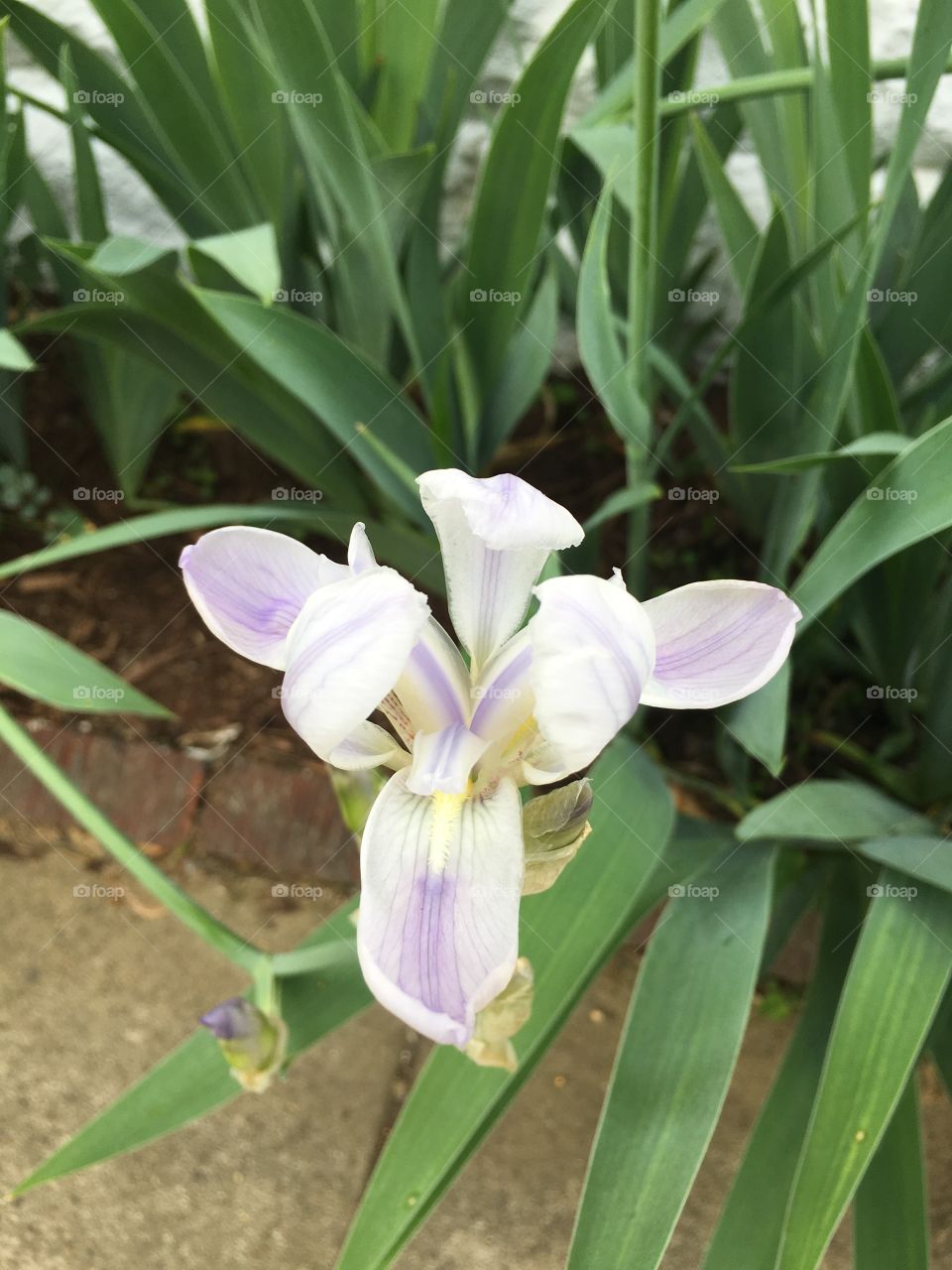 White and purple iris 