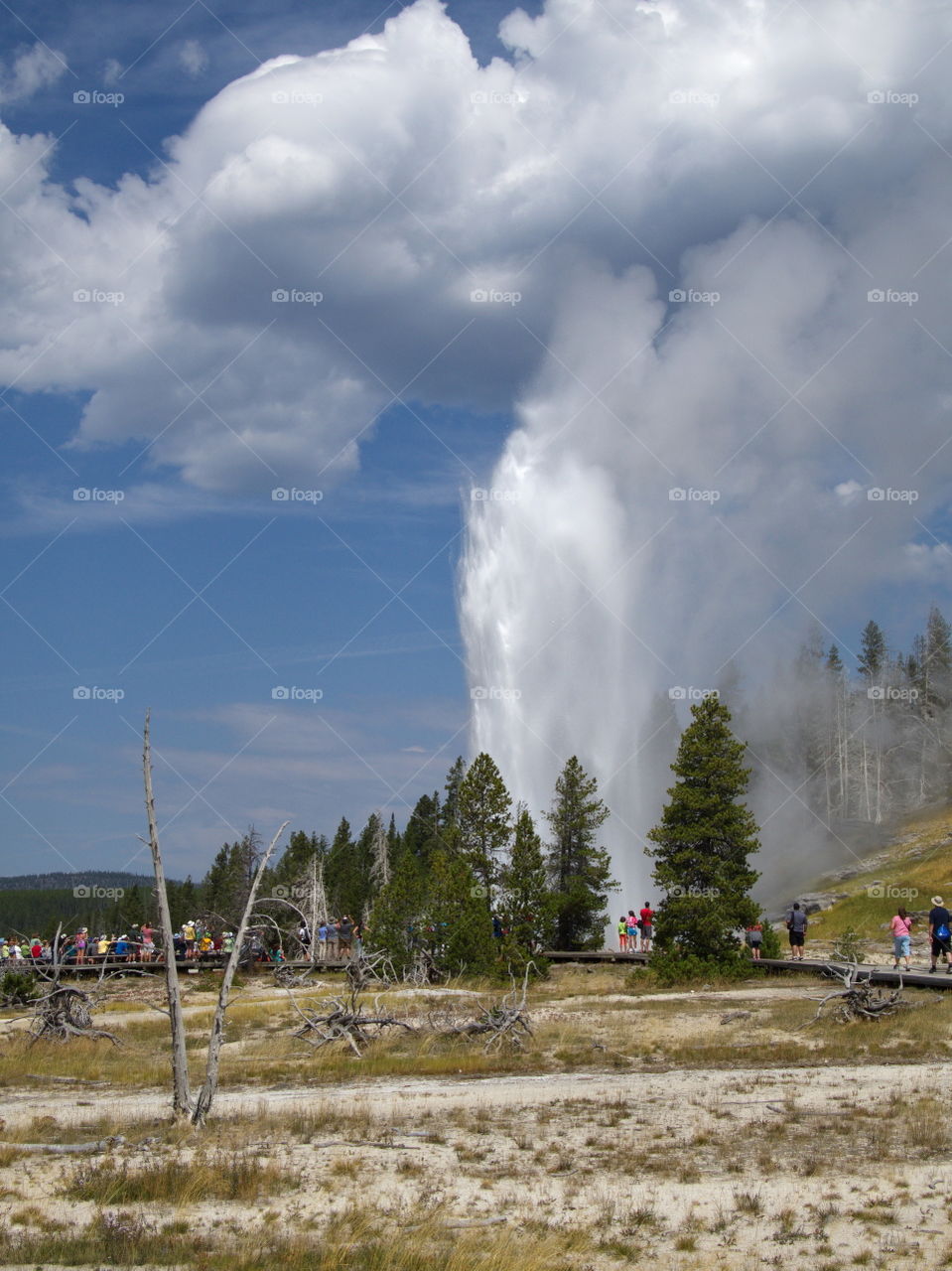 The Grand Geyser on Geyser Hill in Yellowstone National Park erupts to the delight of a crowd on a sunny summer day. 