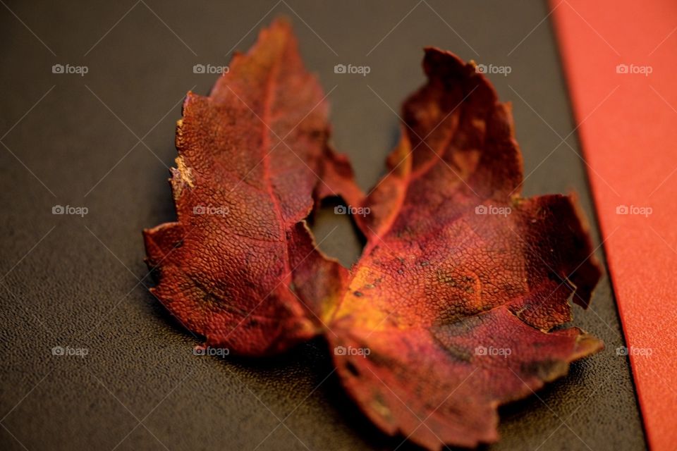 Red Leaf, Closeup Of Fall Leaf, Colorful Leaves 