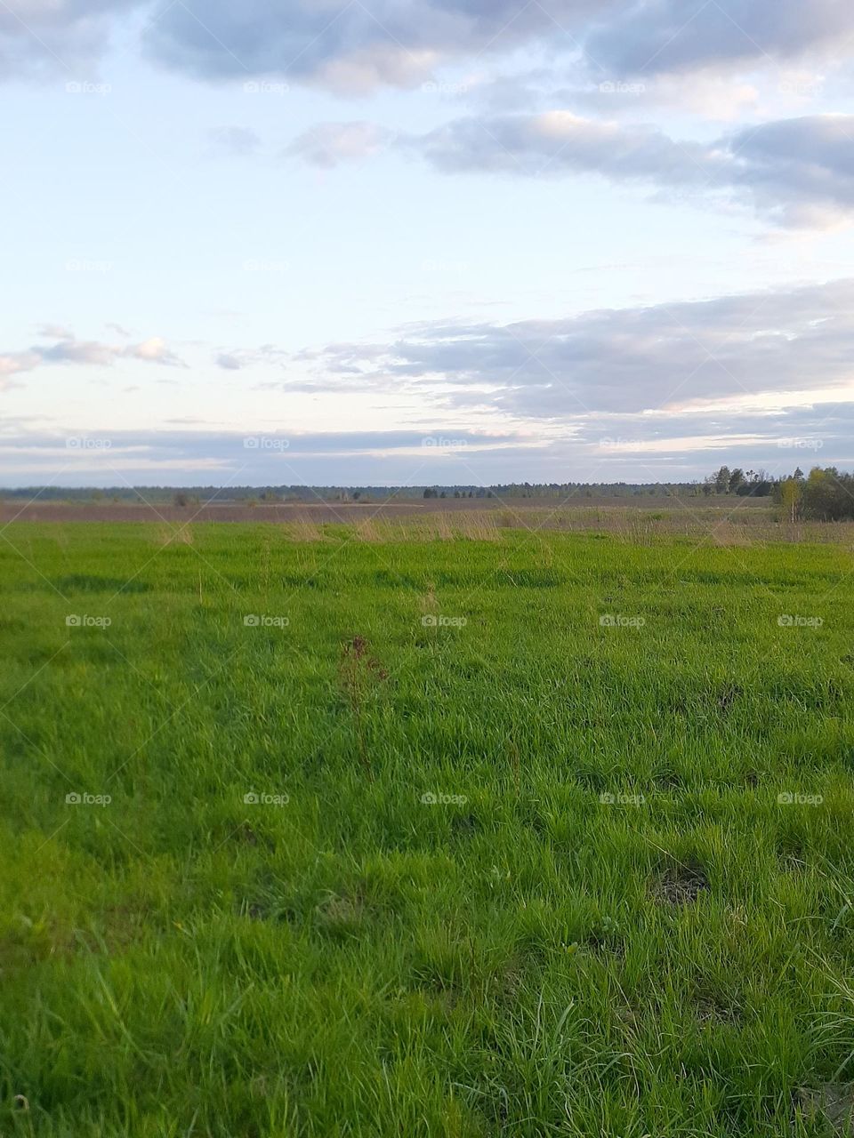 Green spring meadow behind the village