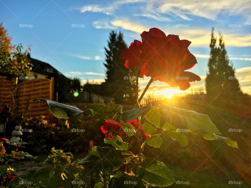 Sunlight on rose flowers