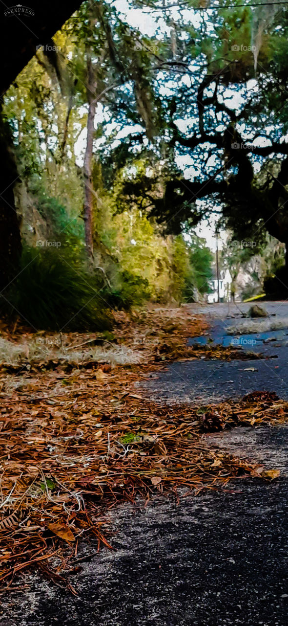 sunshine through the trees after a night of wind and rain