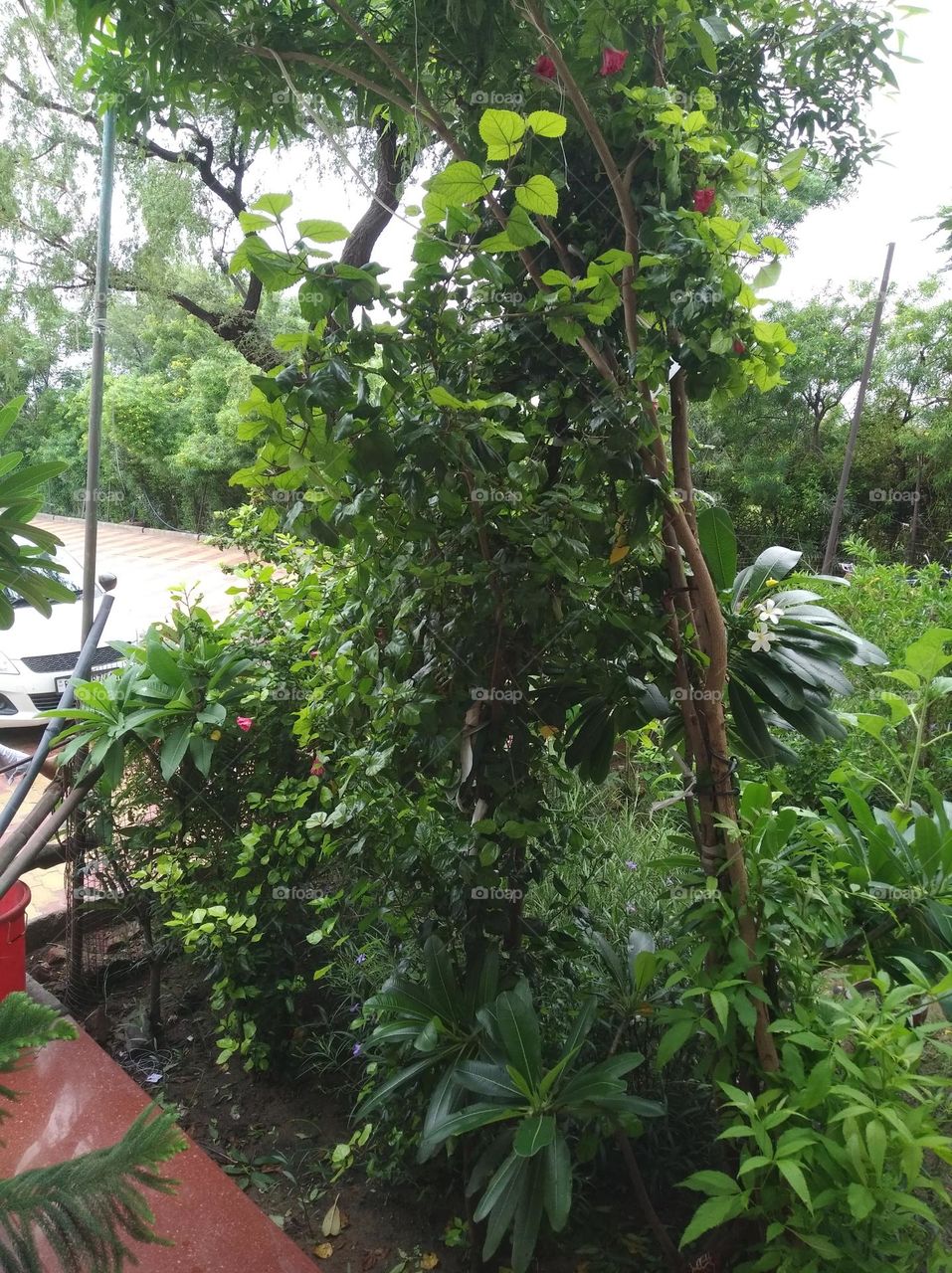 greenary scene, green shurb small size looks very beautiful generally found everywhere