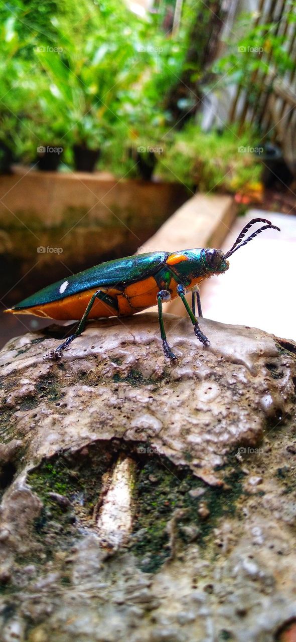 Insects with striking colors perch on the stone terrace.