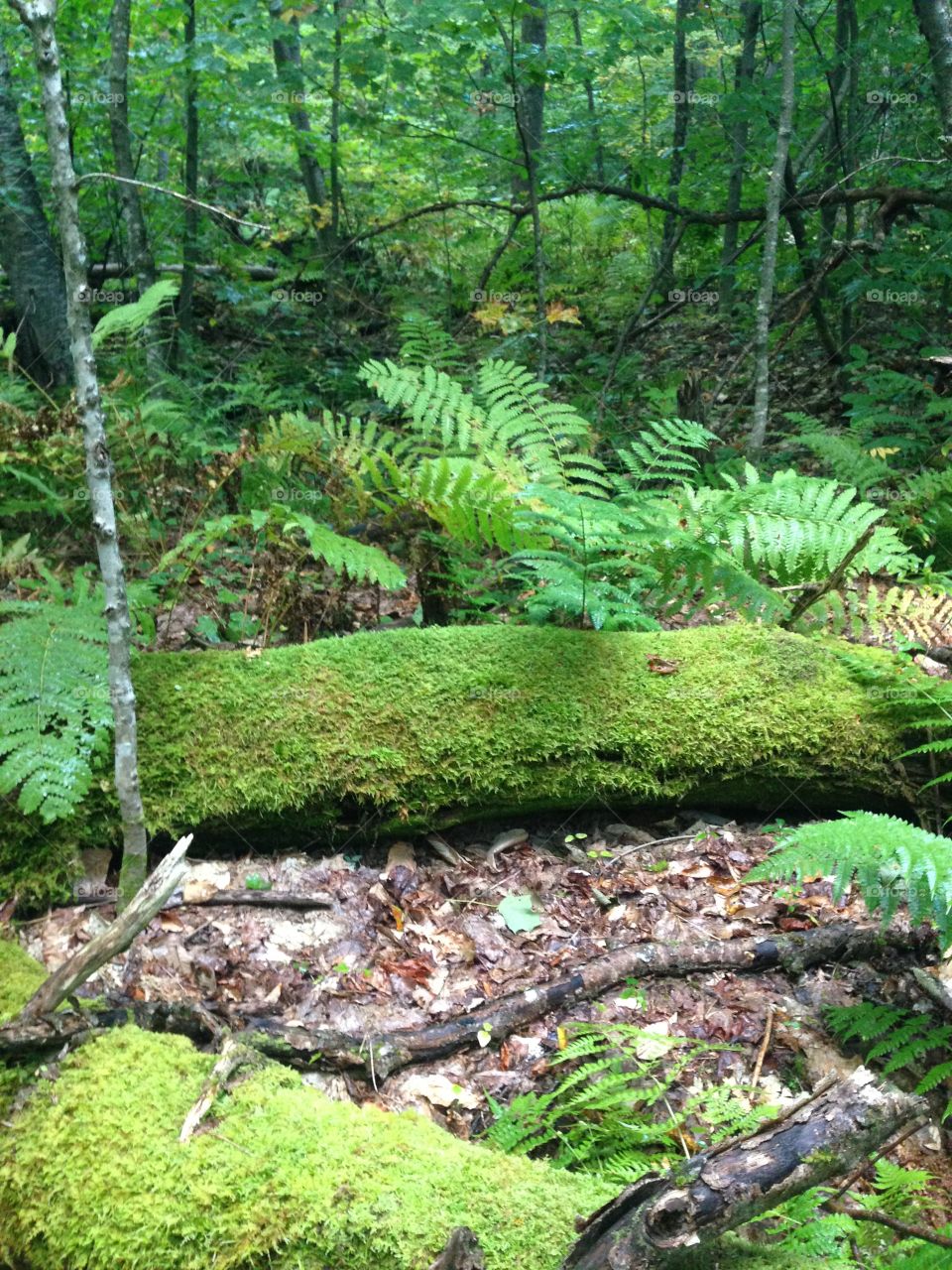 Quintessential lush forest