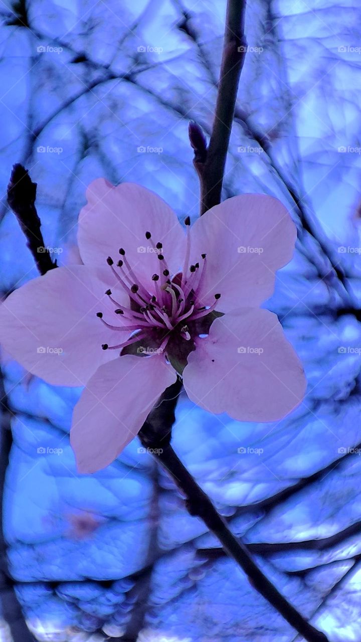 pink tree flower