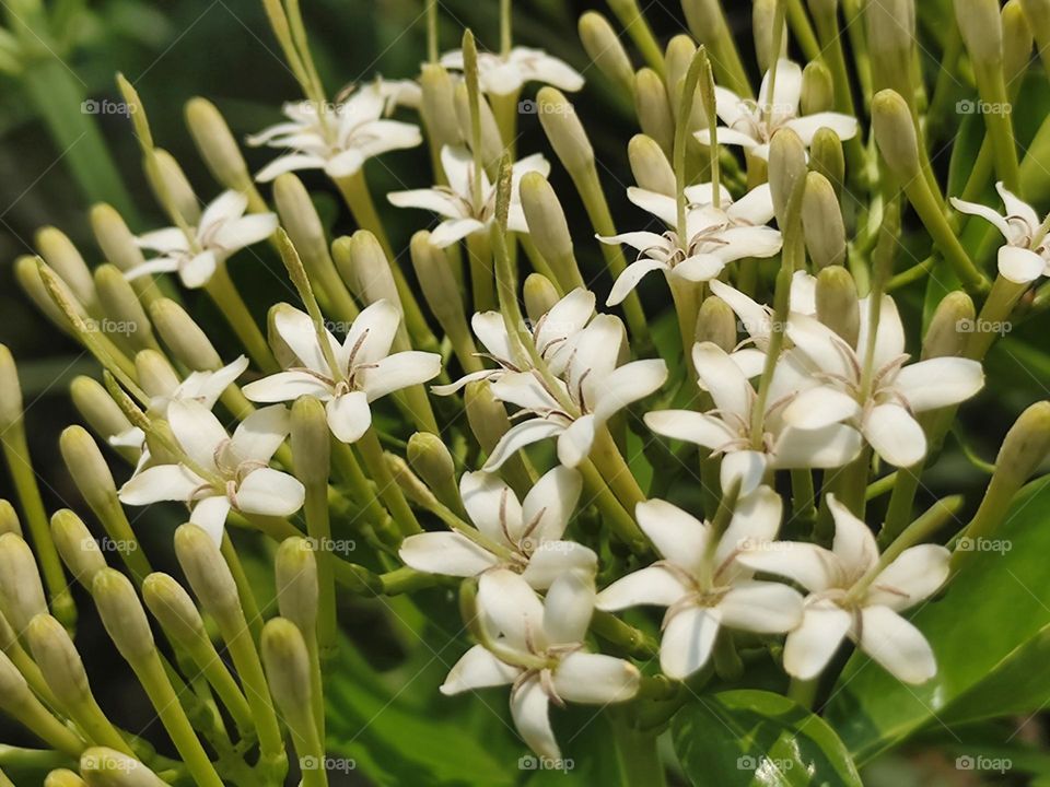 Beautiful white flowers