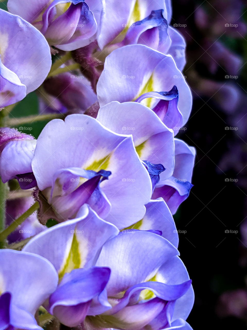 violet wisteria bloom