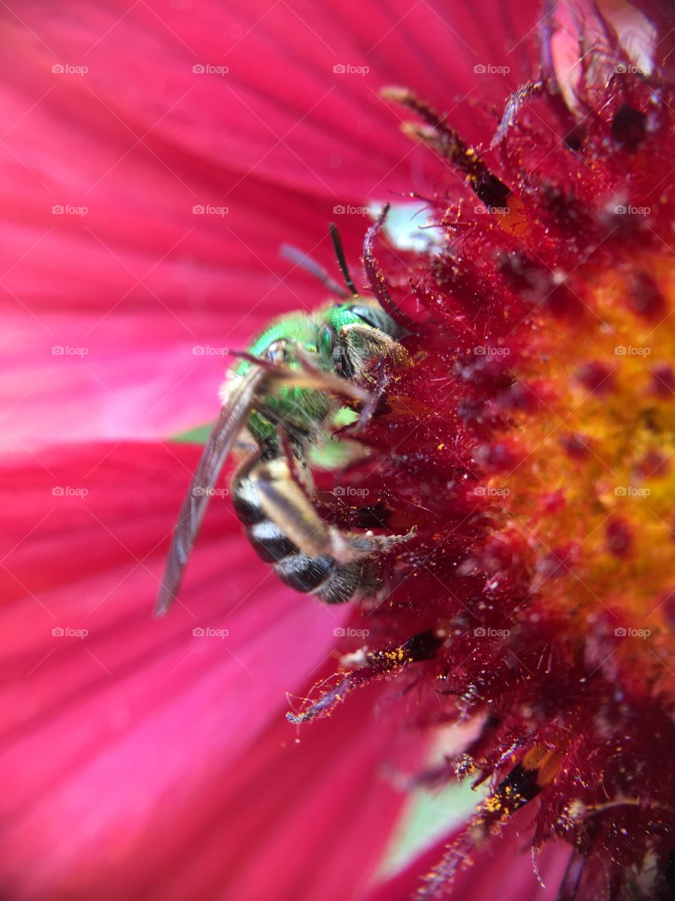 Green metallic bee