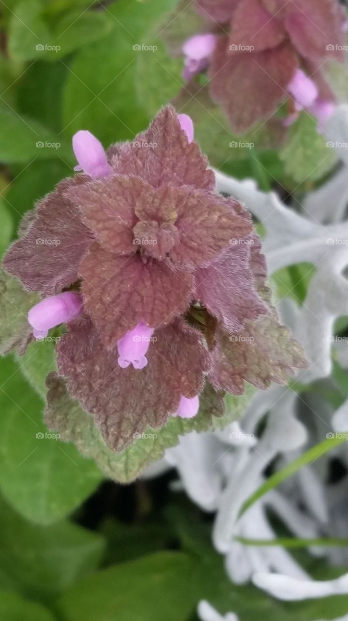 purple and pink plant