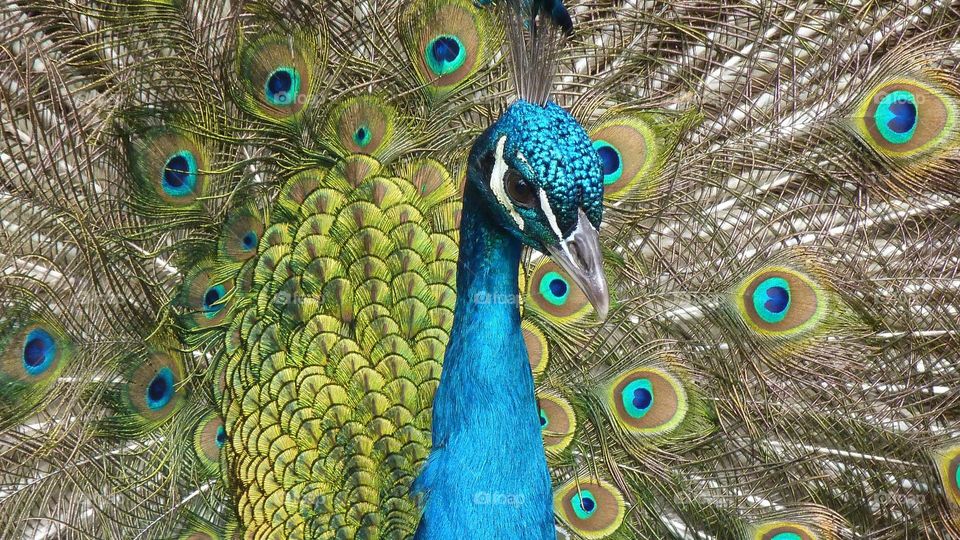 the wobderfull peacock