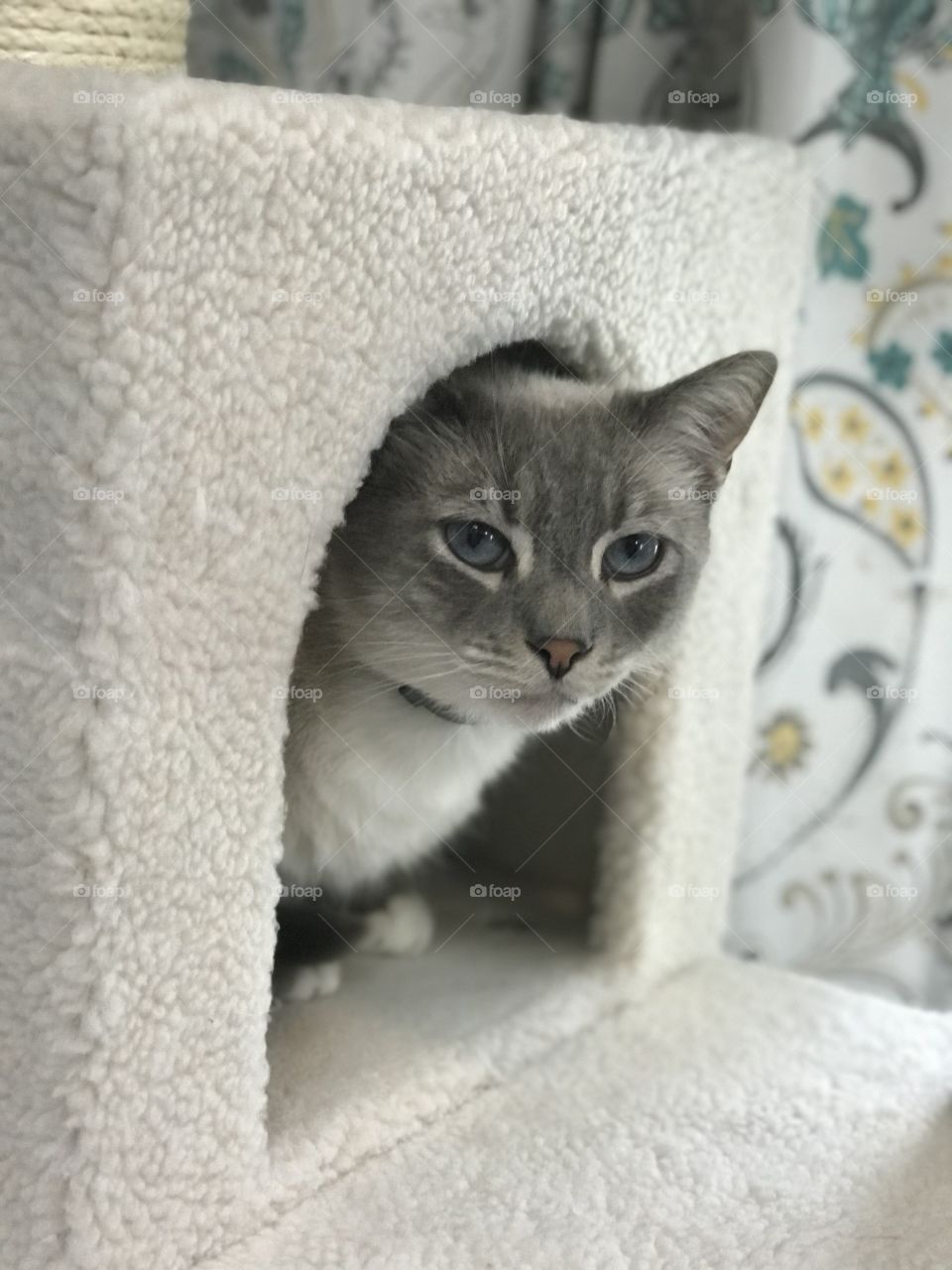 Oscar peeping out of his cat tree. Blue eyed cat asking what do you want? 