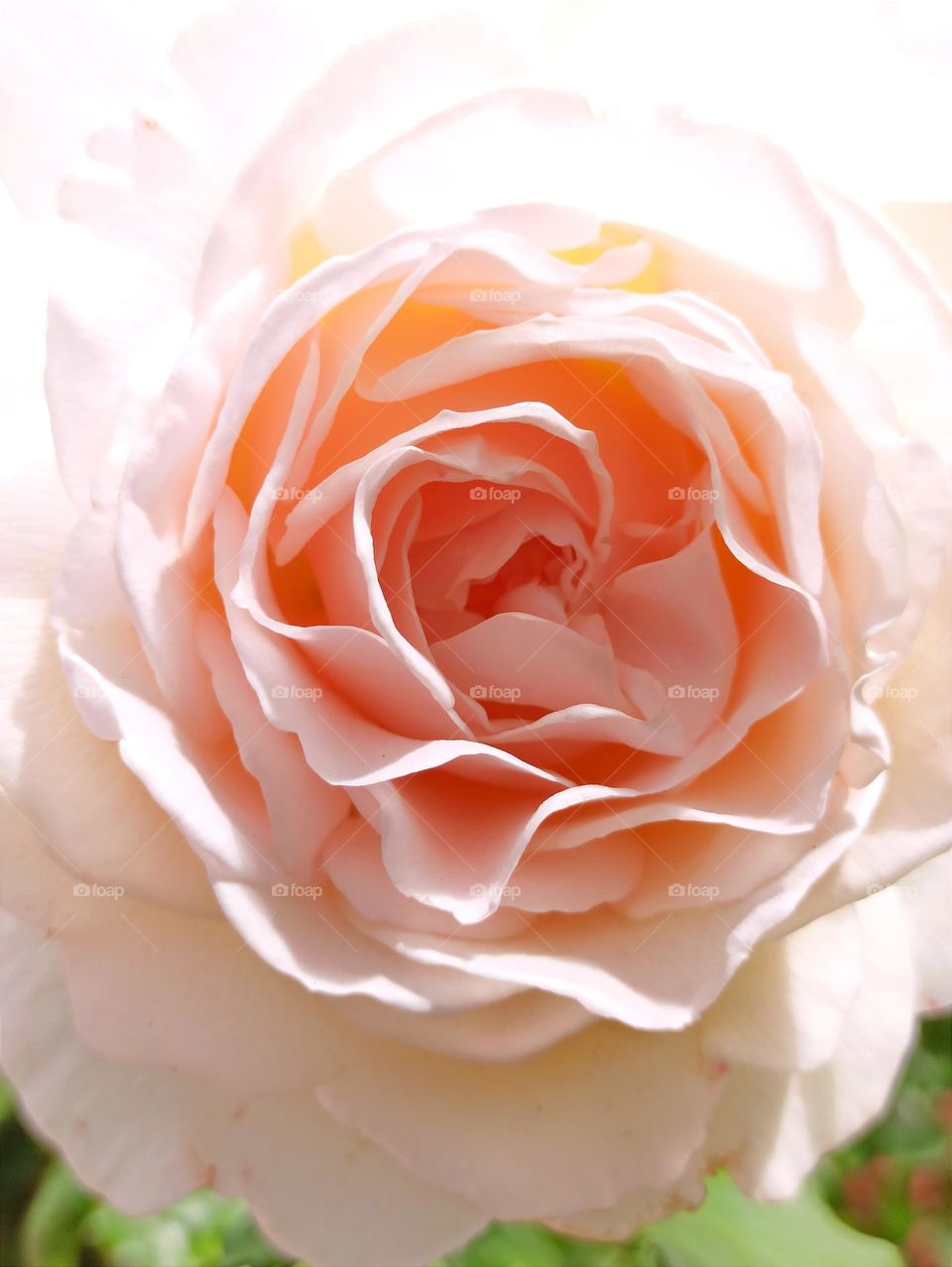 Роза крупным планом. Роза. Цветы