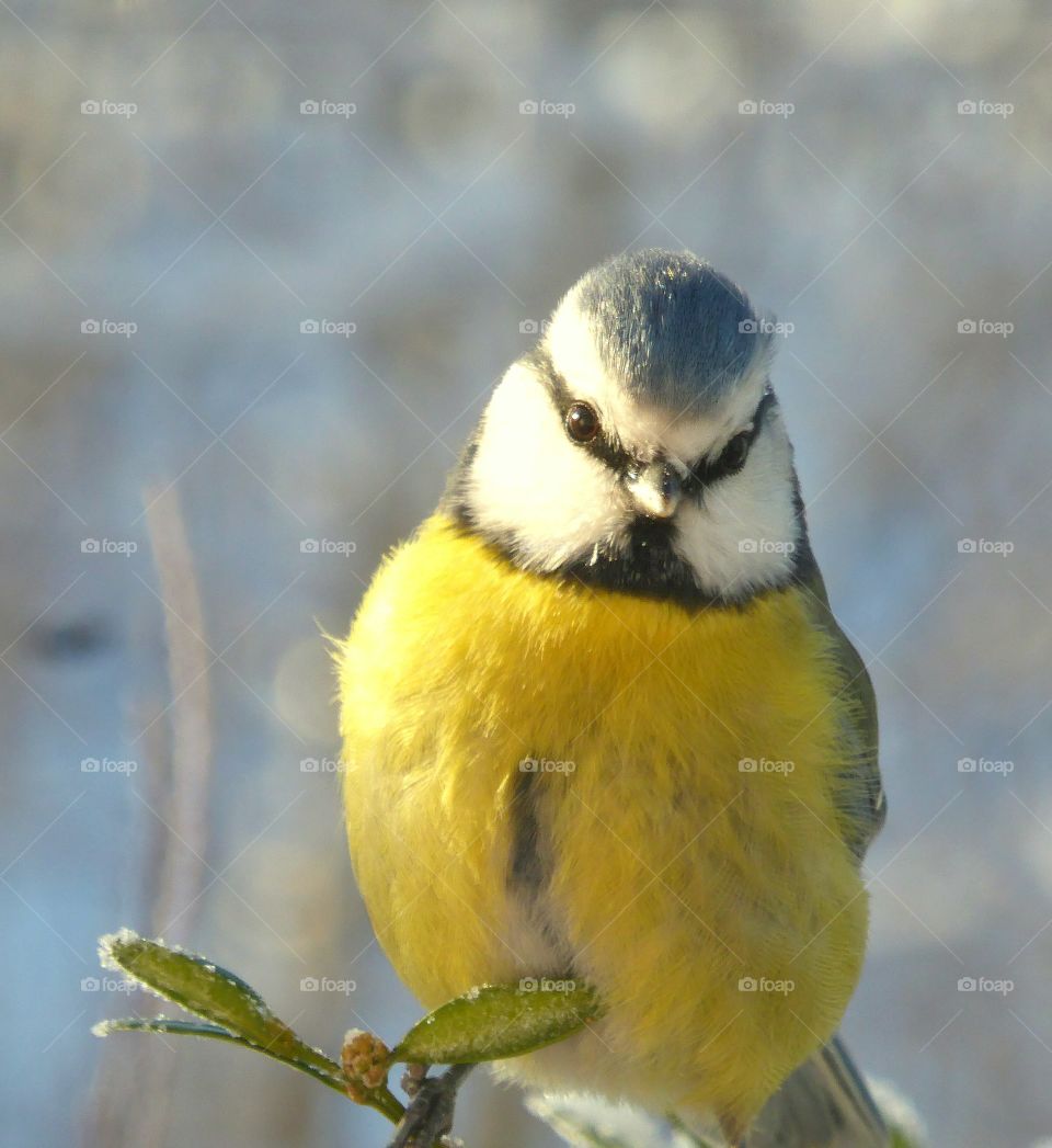 blue tit