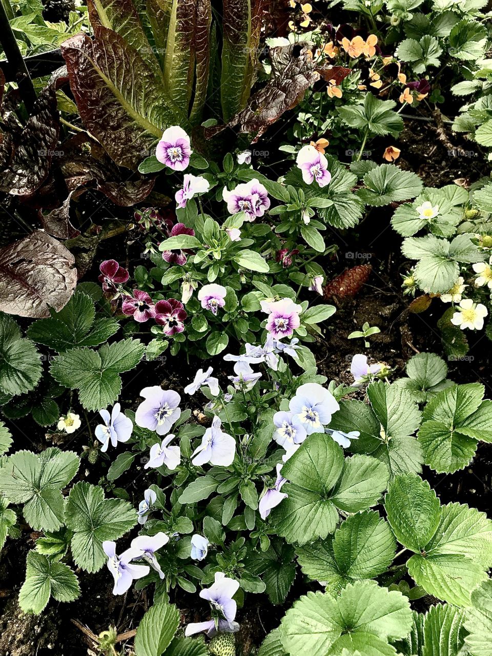 Violas popping up in the strawberry bed