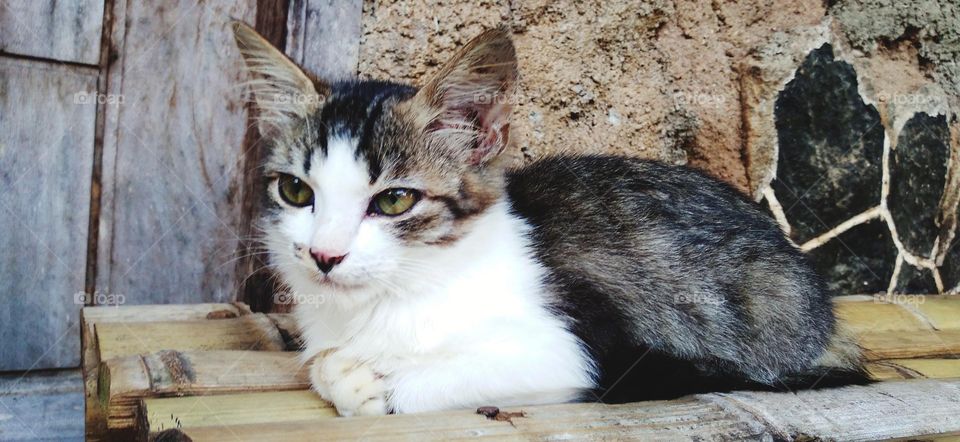 A kitten sitting relaxed on a bamboo chair