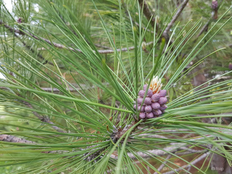 Cone forming on coniferous tree in early summer