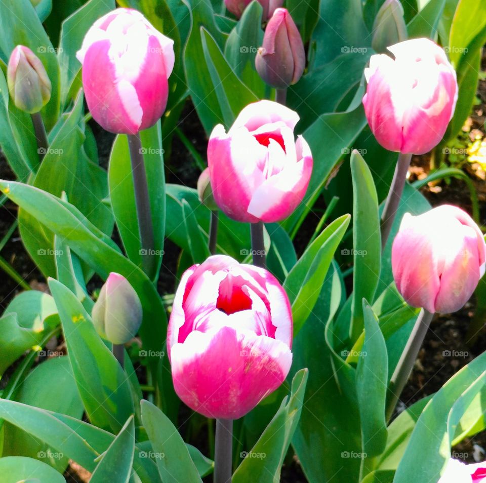 Tulips