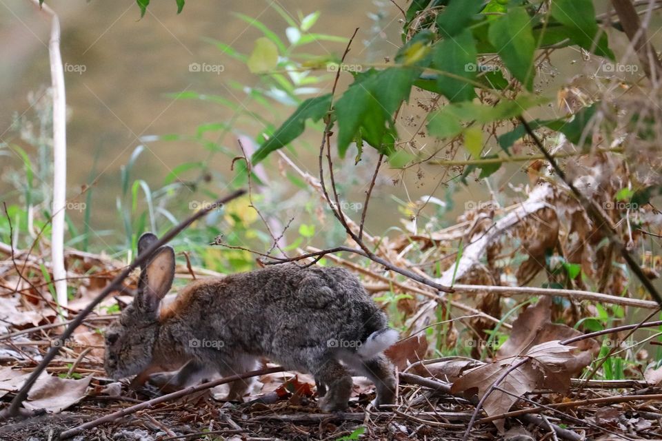 A wild rabbit in a wooded part of the city of Madrid