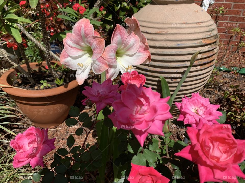 Amaryllis flowers surrounded by beautiful red roses. Spring flowers brighten up your garden and make you happy