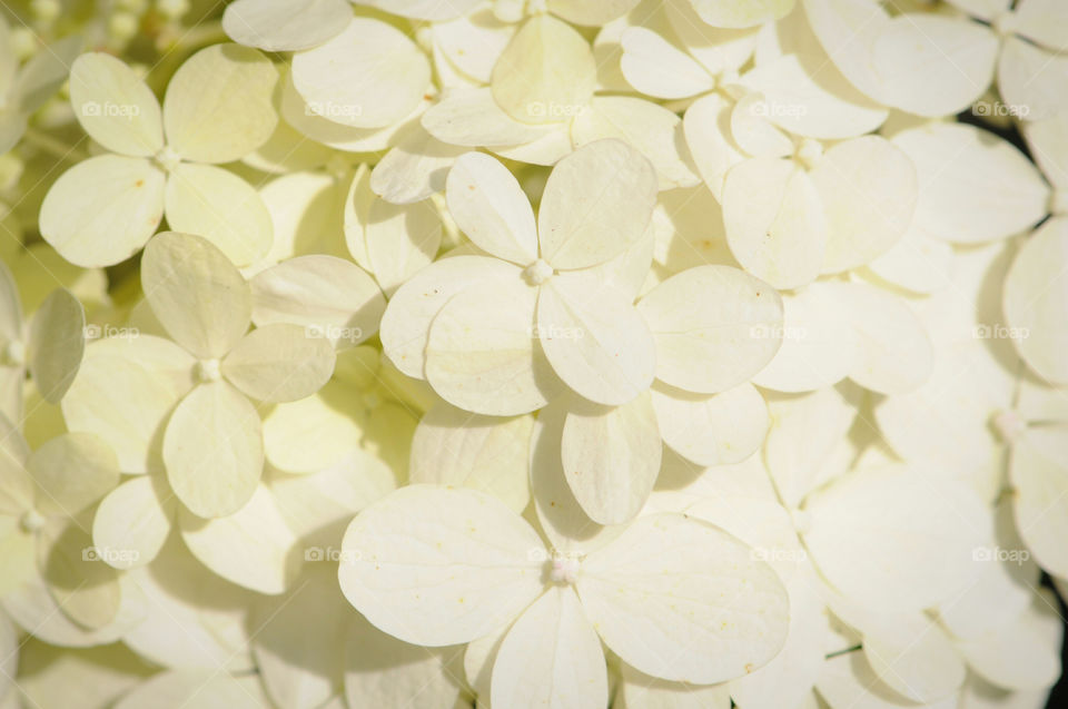 fullframe background of hortensia bush blssom