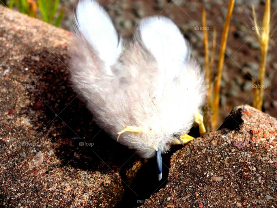 feather