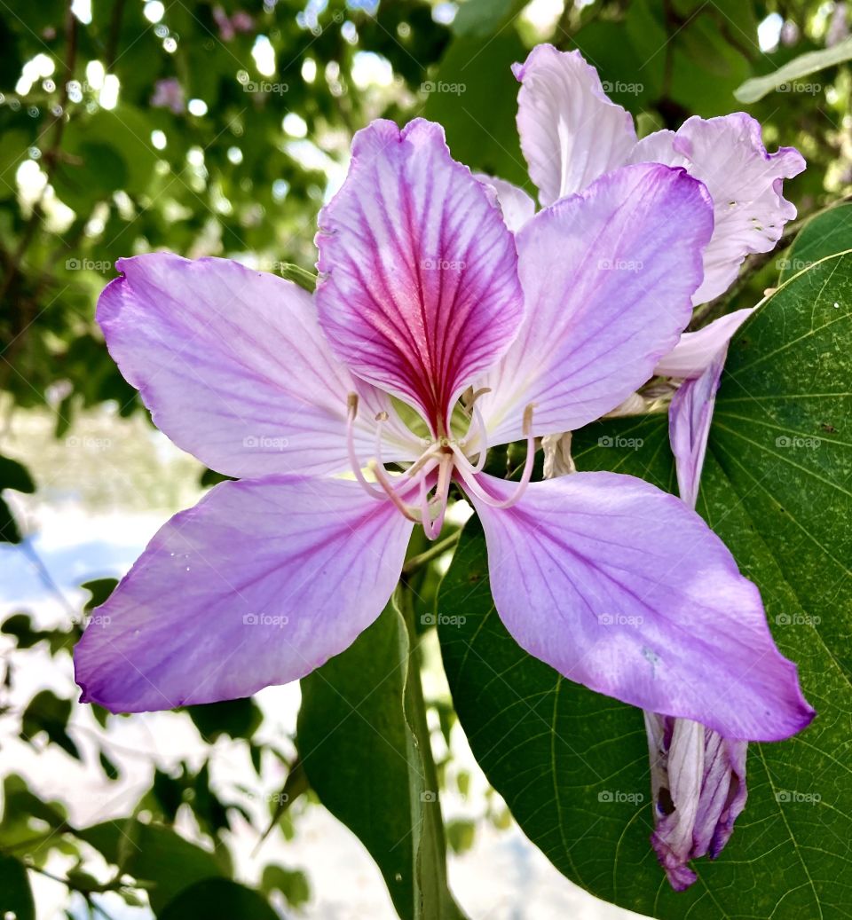 🌹 🇺🇸 Very beautiful flowers to brighten our day.  Live nature and its beauty. Did you like the delicate petals? / 🇧🇷 Flores muito bonitas para alegrar nosso dia. Viva a natureza e sua beleza. Gostaram das pétalas delicadas? 