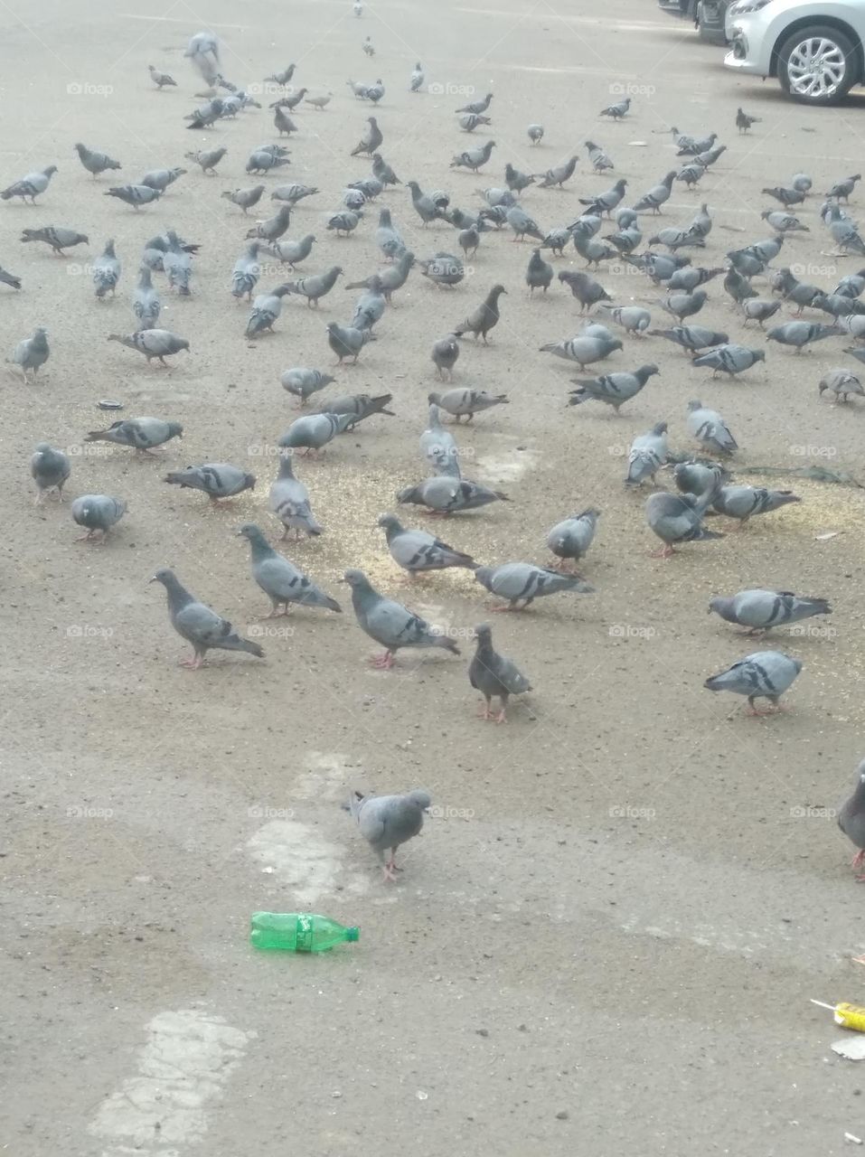group of pigion, taking their food walking to and fro,fly over each other looks very beautiful