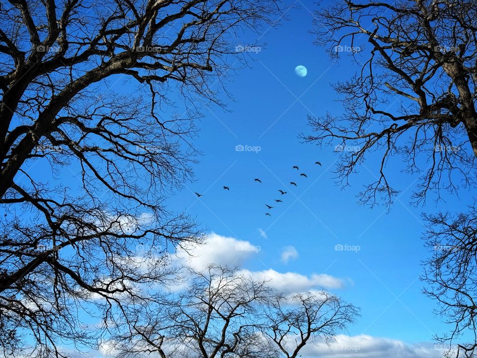 A chevron of geese heading south across a winter sky
