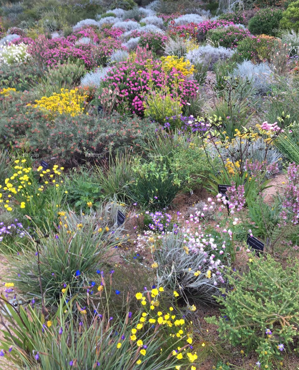Colourful wildflowers in Kings Park, Western Australia.