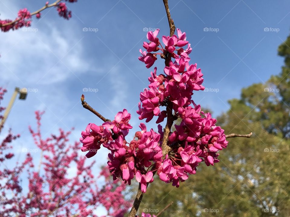 Pretty pink flowers 
