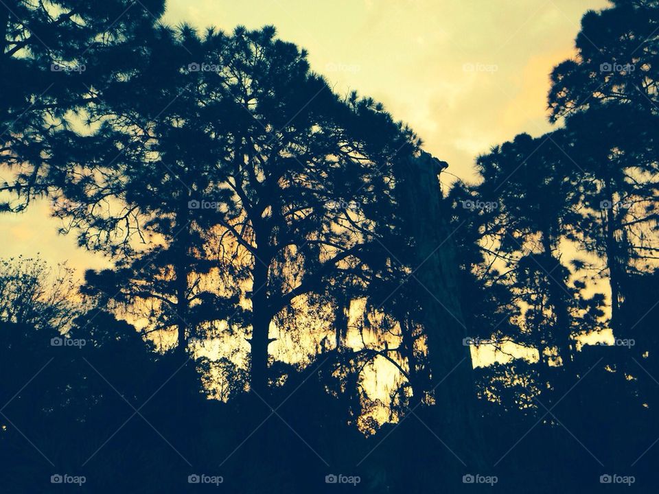 Sunrise through pines