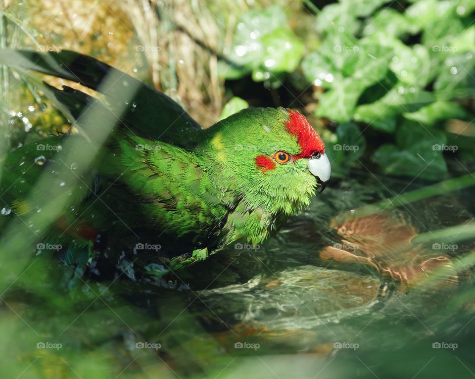 Bathing kakariki parakeet