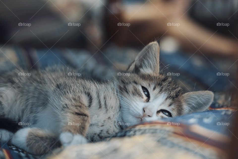 little cat relaxing on sofa . close up