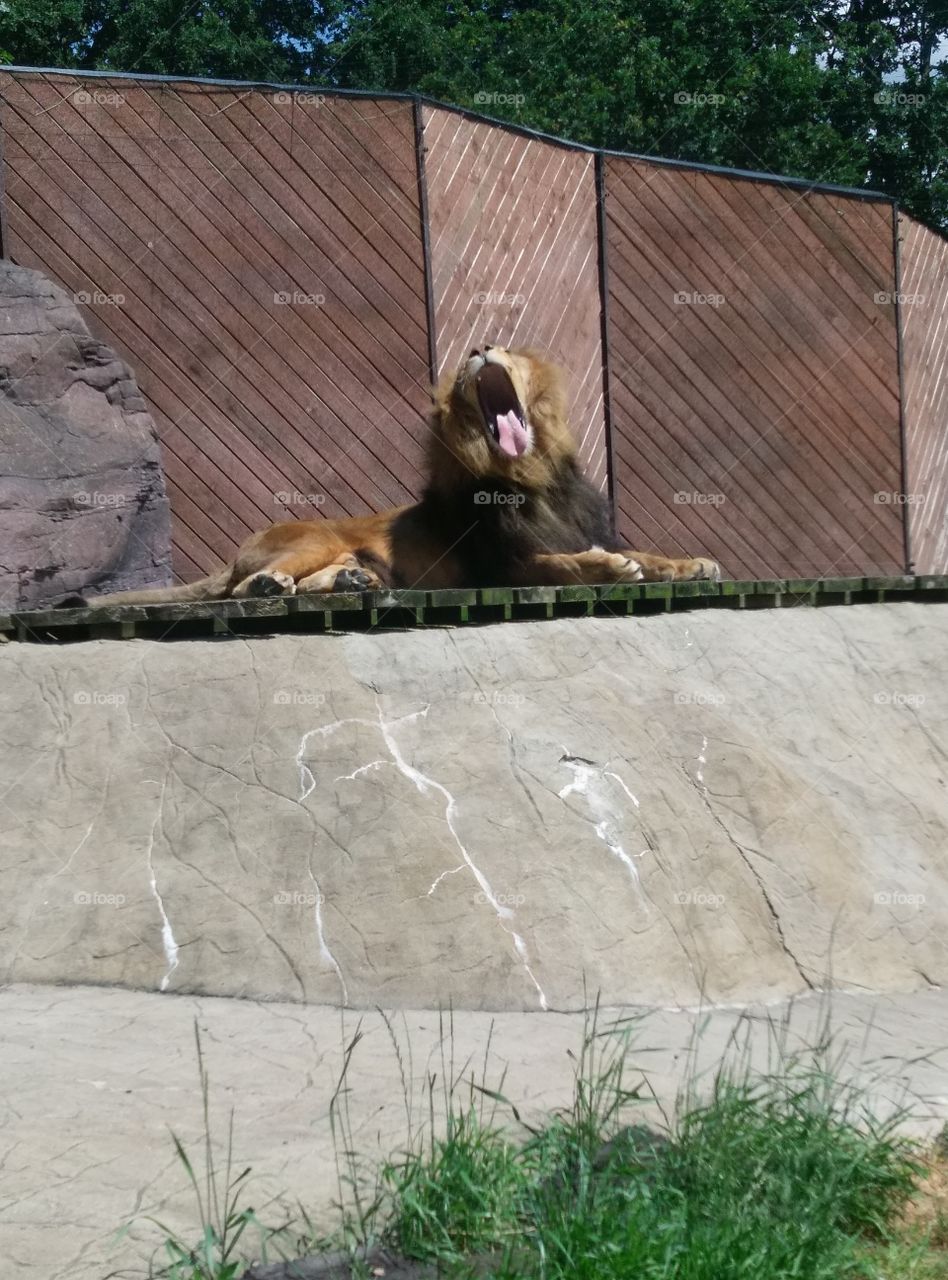 lions mouth