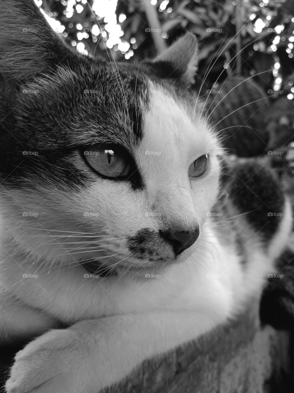Cat sitting in black and white